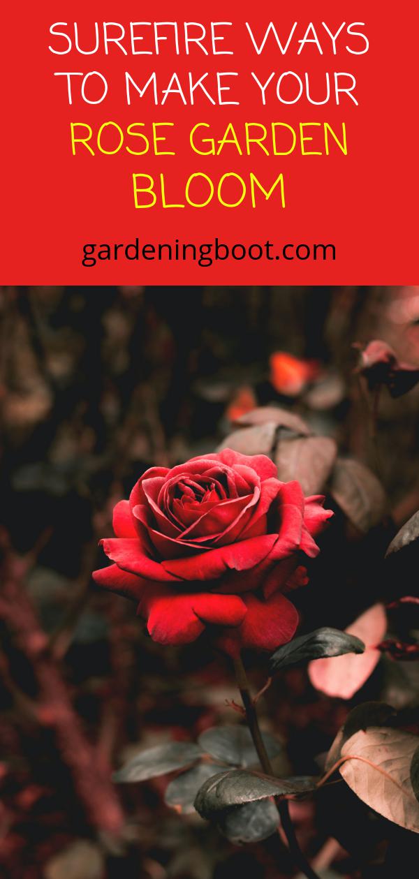 Surefire Ways to Make Your Rose Garden Bloom