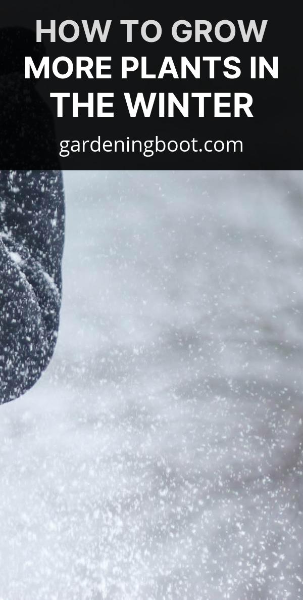 How to Grow More Plants in The Winter