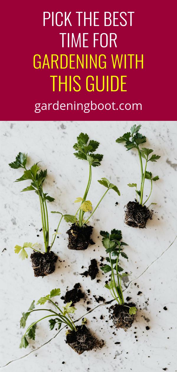 Pick the Best Time for Gardening With This Guide