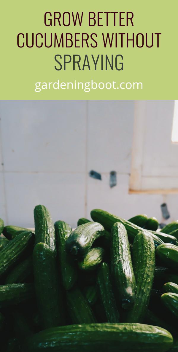 Grow Better Cucumbers Without Spraying